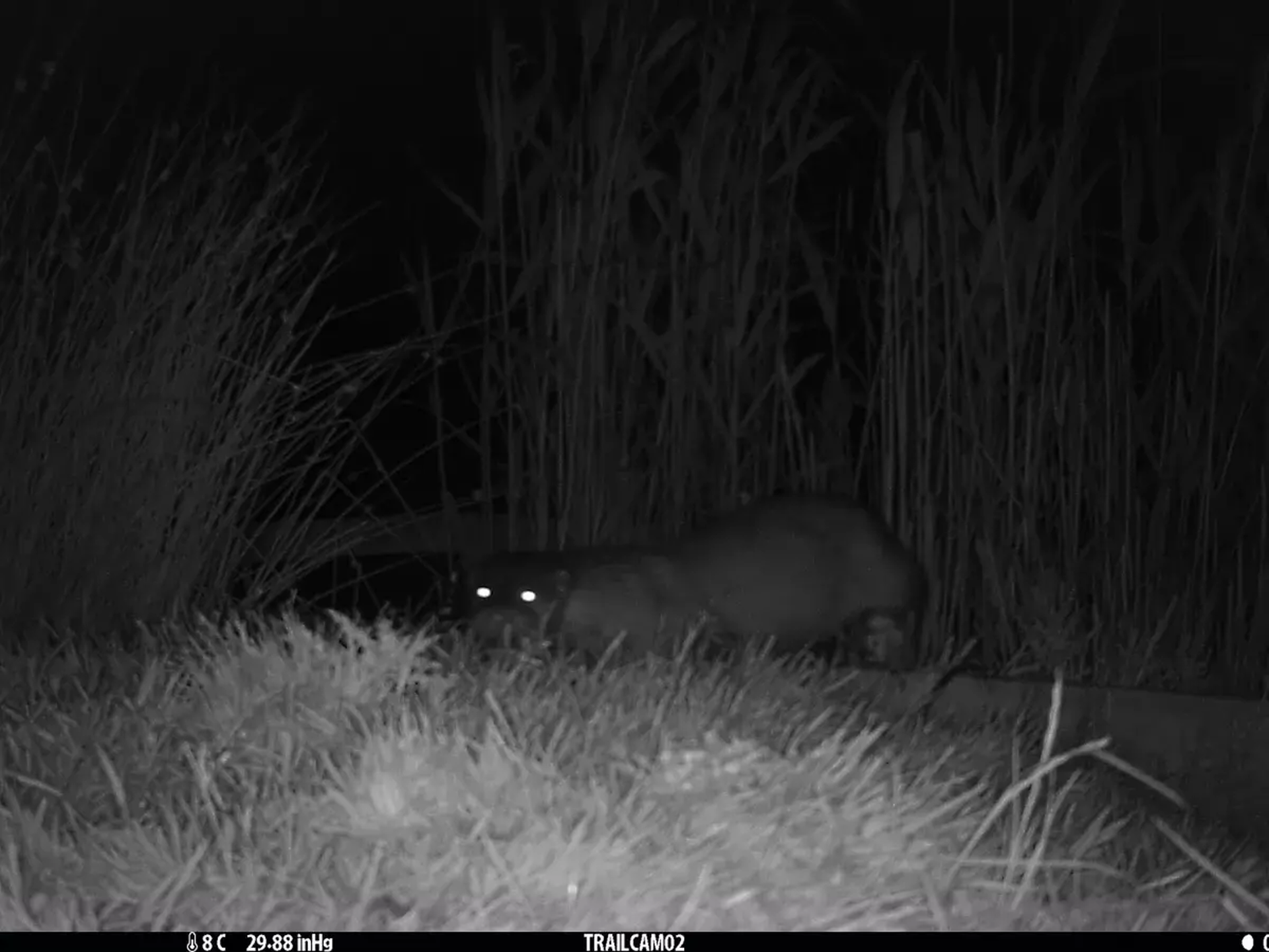 IMG 0012 Otter 1
