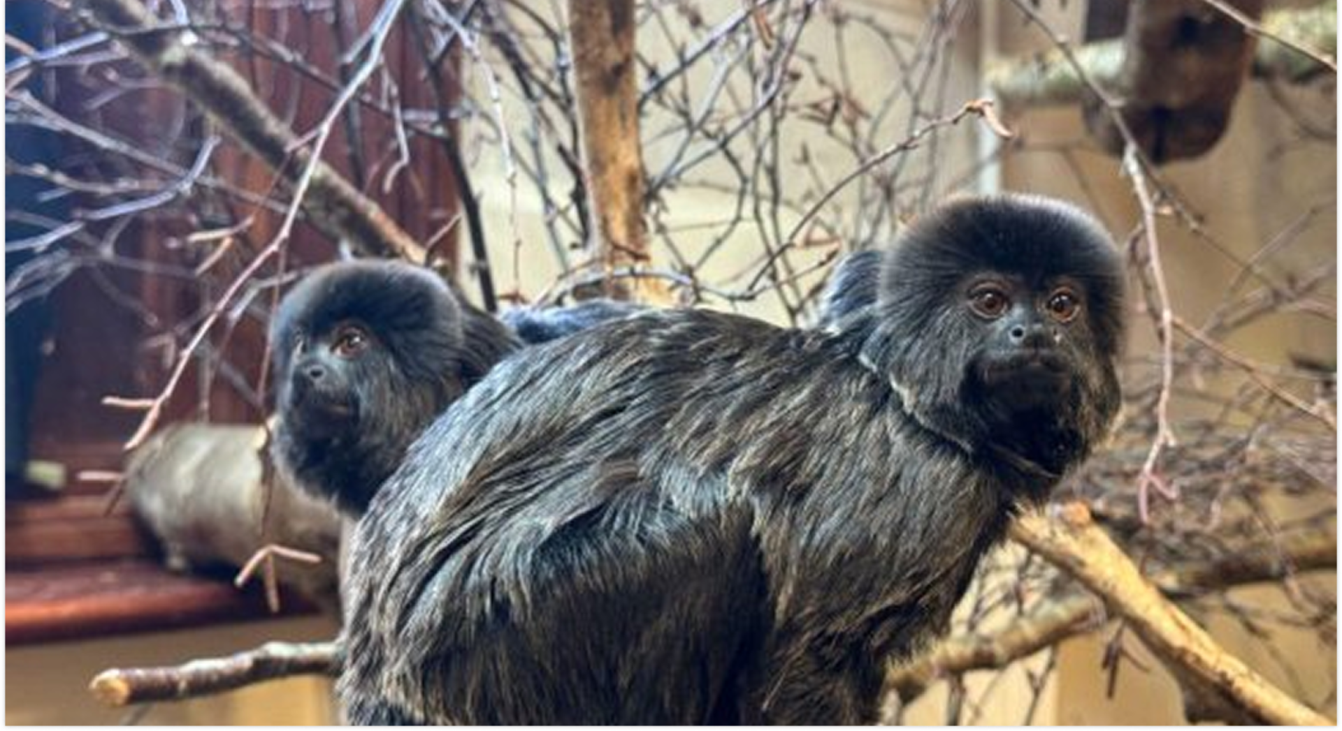 Monkey