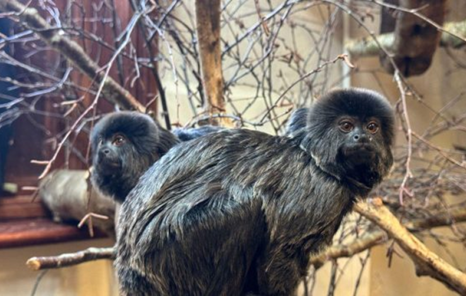 Moulton College partners with Nature’s SAFE to boost animal conservation efforts