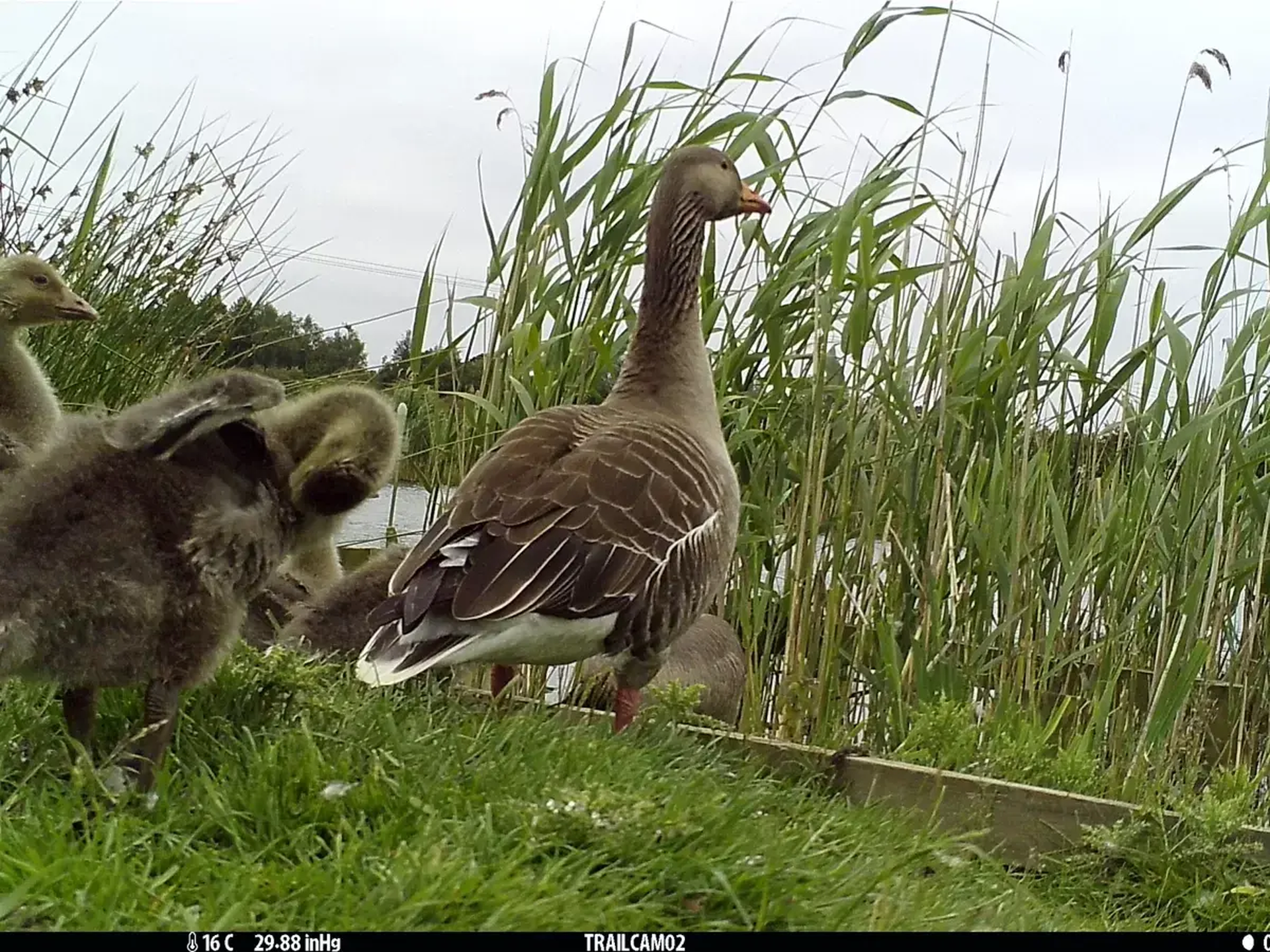 Goose family 2025 10 28 101657 mrga
