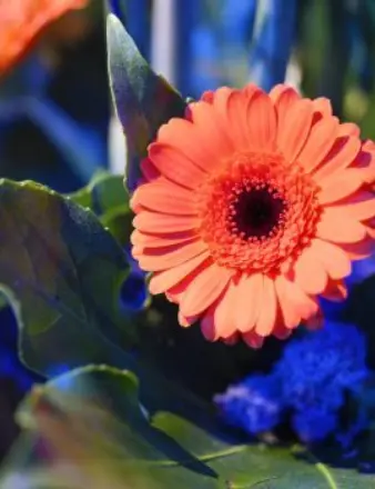 Moulton College Floristry students put on a ‘blooming beautiful’ display